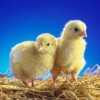 What the chickens taught me in Samoa